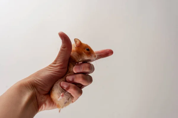 Hamster Clamped Hand Man White Background — Stock Photo, Image