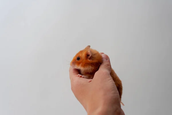 Hamster Está Preso Mão Homem Sobre Fundo Branco — Fotografia de Stock