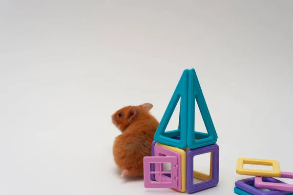 Casa Desenhista Magnético Das Crianças Hamster Fundo Branco Conceito Construção — Fotografia de Stock