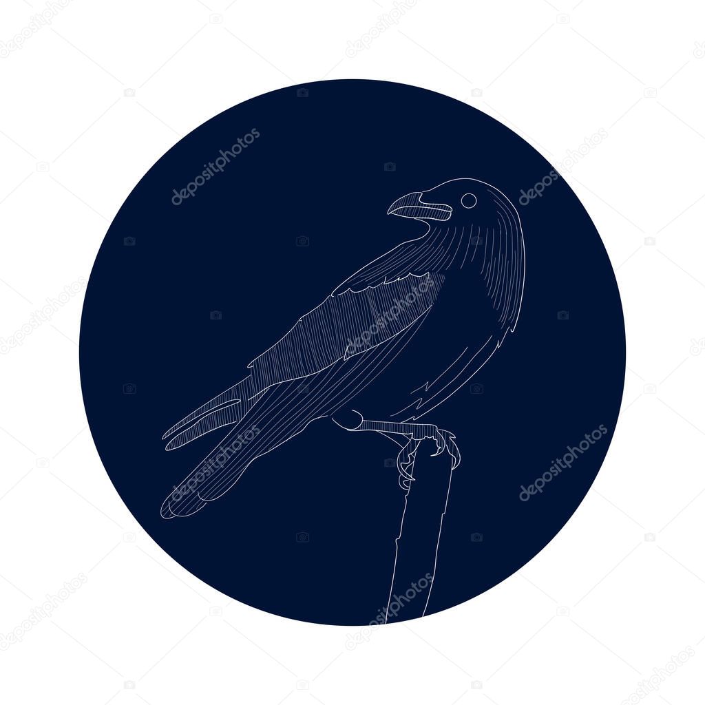 White crow silhouette on a navy blue background. Linear bird, simple illustration.