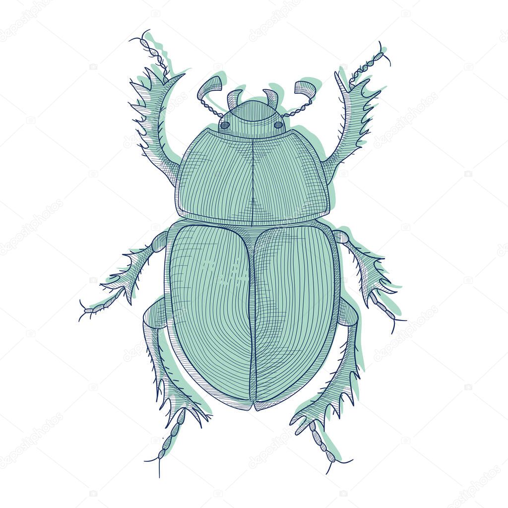 Forest beetle, hand drawn bug illustration in lines design. Isolated sketch with worm, maggot, grub.