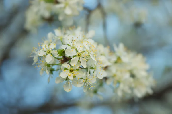 Floraison d'une branche de cerisier au printemps Images De Stock Libres De Droits