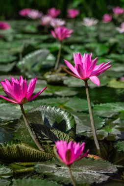 Güneşli bir günde gölette açan pembe nilüfer çiçekleri. Tropik çiçekler.