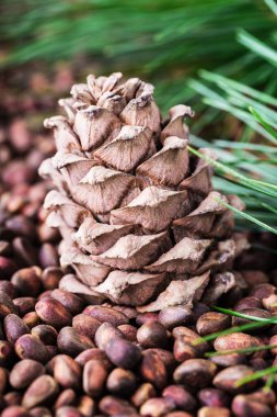Çam fıstıklı sedir kozalağı. Vejetaryen sebze proteini, vitamin, takviye, sağlıklı yiyecekler..