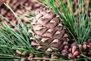 Çam kozalaklı sedir kozalağı. Vejetaryen sebze proteini, vitamin, takviye, sağlıklı yiyecekler..