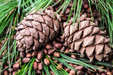 Çam fıstıklı sedir kozalağı. Vejetaryen sebze proteini, vitamin, takviye, sağlıklı yiyecekler..