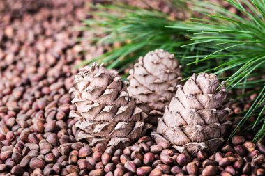 Çam fıstıklı sedir kozalağı. Vejetaryen sebze proteini, vitamin, takviye, sağlıklı yiyecekler..