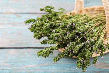 Fotokopi uzayı olan mavi ahşap bir arka planda sepetin içinde taze kekik. Sağlıklı çay, alternatif ilaç, antibakteriyel bitki, antioksidan, baharat..
