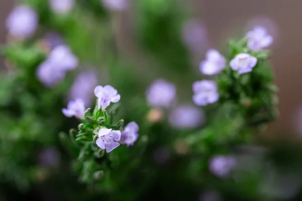 新鲜百里香与复制空间宏的特写 健康茶 替代药物 抗菌药草 抗氧化剂 调味料用草药 — 图库照片