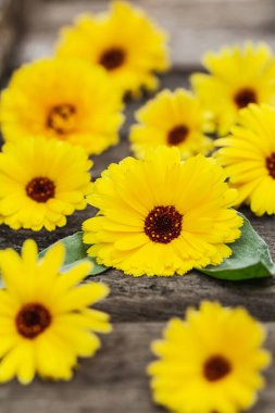 Yeşil yapraklı (Calendula officinalis) sarı kadife çiçekleri ahşap arka plan yakın çekim telif uzayı üzerindedir. Şifalı bitki, bitki çayı..
