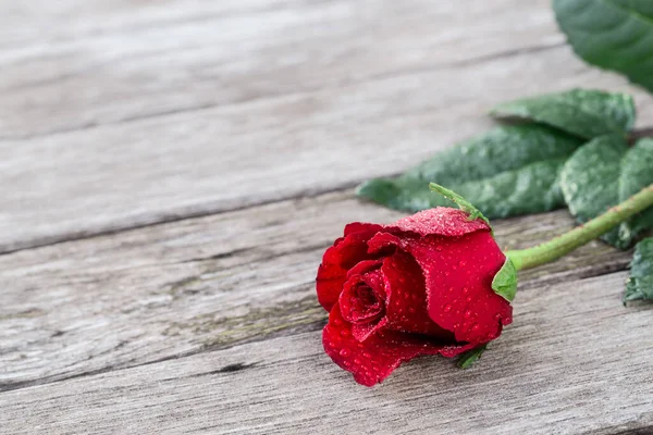 Romantische Achtergrond Met Een Bloeiende Rode Roos Houten Rustieke Tafel — Stockfoto