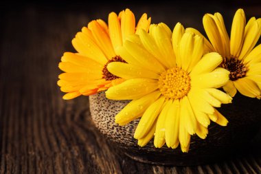 Marigold (calendula), yakın plan metni için ahşap arka plan boşluğunda bir kasede çiçekler. Bitkisel sağlıklı çiçek çayı, alternatif tıp.