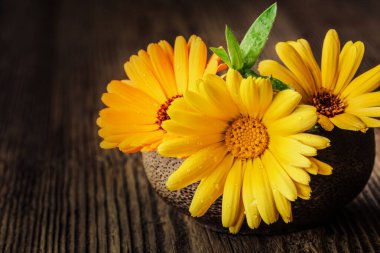 Marigold (calendula), yakın plan metni için ahşap arka plan boşluğunda bir kasede çiçekler. Bitkisel sağlıklı çiçek çayı, alternatif tıp.