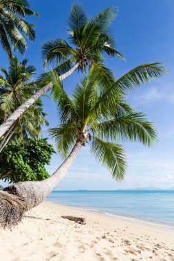 Tropik cennet, güneşli kumsal, hindistan cevizi palmiyeleri ve açık mavi gökyüzü. Tayland, Samui Adası, Maenam. İyi tatiller, rahatlama, cennet manzarası..