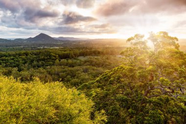 Tewantin Ormanı 'ndan gün batımı manzaralı Sunshine Coast Queensland. Avustralya 'daki Ulusal Park. 