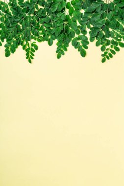 Taze Moringa yaprakları (Moringa Oleifera), telif uzayı ile sarı arka planda. Kağıt üzerinde Moringa ağacı dalları. Flatlay, üst manzara. Sağlıklı ürün, süper yiyecek, vitamin.