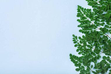 Taze Moringa yaprakları (Moringa Oleifera) telif uzayı ile mavi arka plan görünümünde. Kağıt üzerinde Moringa ağacı dalları. Flatlay, üst manzara. Sağlıklı ürün, süper yiyecek, vitamin.