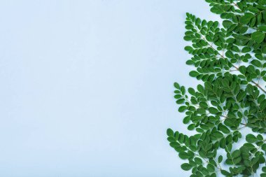 Fresh Moringa leaves  (Moringa Oleifera) on right side on blue background top view with copyspace. Branches of Moringa tree on paper. Flatlay, top view. Healthy product, superfood, vitamin. clipart