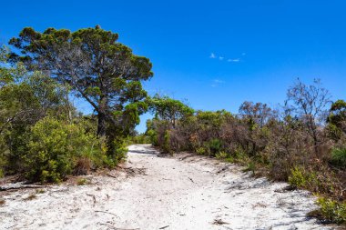  Noosa Ulusal Parkı 'nın açık gününde ormanda kumlu bir yürüyüş patikası. Günışığı Sahili, Queensland, Avustralya 'nın ünlü güzel simgesi. Eko-turizm, tatil, seyahat, yürüyüş, dinlenme.