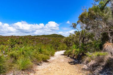  Noosa Ulusal Parkı 'nın açık gününde ormanda kumlu bir yürüyüş patikası. Günışığı Sahili, Queensland, Avustralya 'nın ünlü güzel simgesi. Eko-turizm, tatil, seyahat, yürüyüş, dinlenme.