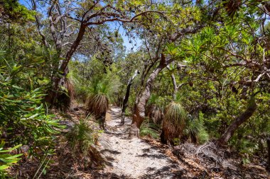  Noosa Ulusal Parkı 'nın açık gününde ormanda kumlu bir yürüyüş patikası. Günışığı Sahili, Queensland, Avustralya 'nın ünlü güzel simgesi. Eko-turizm, tatil, seyahat, yürüyüş, dinlenme.