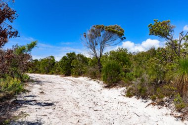  Noosa Ulusal Parkı 'nın açık gününde ormanda kumlu bir yürüyüş patikası. Günışığı Sahili, Queensland, Avustralya 'nın ünlü güzel simgesi. Eko-turizm, tatil, seyahat, yürüyüş, dinlenme.