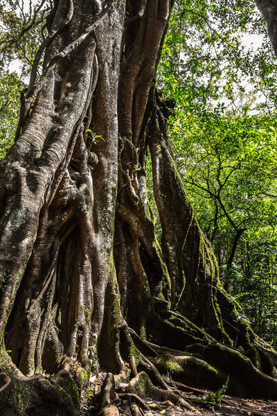 Part of huge ancient Banyan tree roots close-up in botanical garden Bedugul, Bali, Indonesia. Popular travel destination, nature of Bali