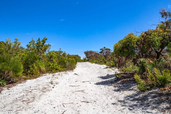 Sentiero Sabbioso Attraverso Foresta Nella Giornata Limpida Parco Nazionale Noosa Foto Stock