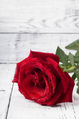 Tek kırmızı gül suyu beyaz ahşap arka plana düşer. Kopyalama alanı, aşk evliliği doğum günü konsepti.