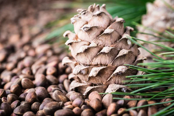 Zedernzapfen Mit Zedernnüssen Nahaufnahme — Stockfoto