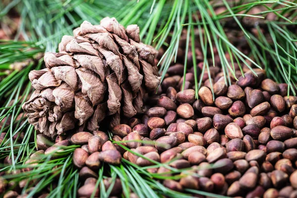 Cono Pino Cedro Siberiano Con Nueces Ramas Coníferas Verdes Cerca —  Fotos de Stock