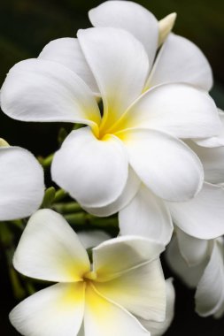 Sarı-beyaz frangipani tropikal çiçekleri kapanıyor. Spa çiçekleri.