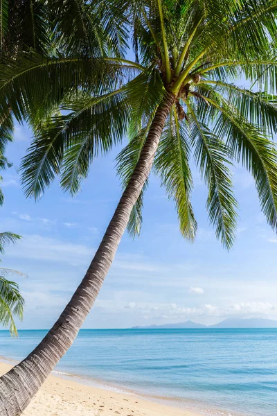Tropical Sand Beach Coconut Trees Morning Thailand Samui Island Maenam — Stock Photo, Image