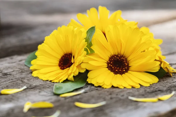 Gelbe Ringelblumen Auf Holzgrund Platz Für Text Nahaufnahme — Stockfoto