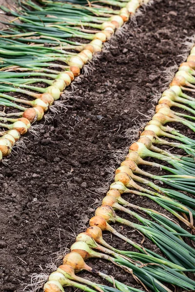 Oogst Van Verse Rijpe Biologische Bestrijdingsmiddel Vrije Grond Een Rij Stockfoto