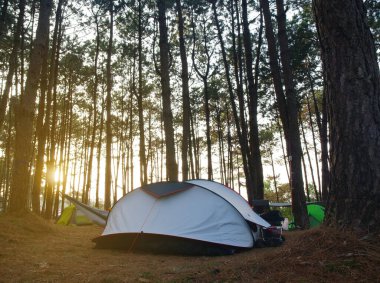 Yeşil ağaçta hamaklı doğa kampı çadırı ve çim çimenleri ile çam ormanları ulusal parkında sabah güneşli ya da gün batımlı tatil pikniğinde aile pikniği için tatil gezisi