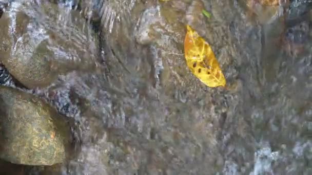Strumień Wodospad Skałą Lub Kamieniem Zielonej Dżungli Lub Lesie Żółtym — Wideo stockowe