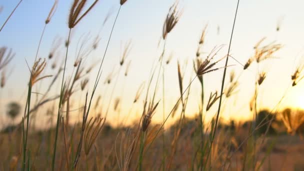 Grasblume Wind Widerstehen Bei Sonnenuntergang Oder Sonnenaufgang Und Die Natur — Stockvideo