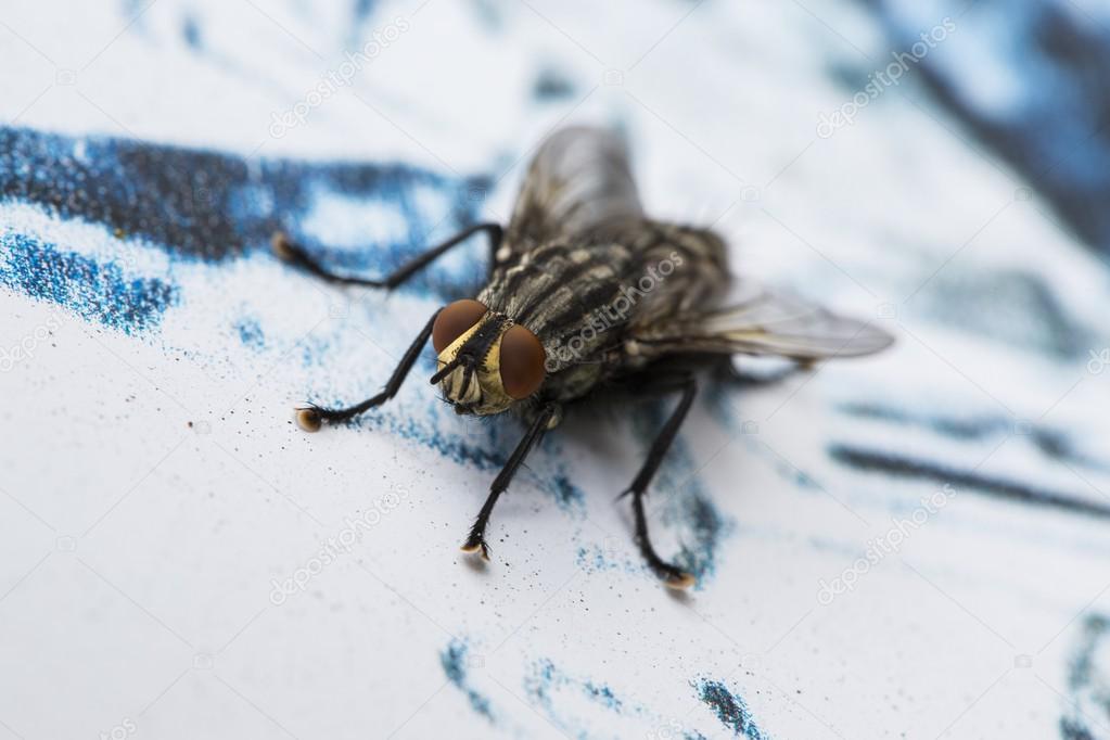 Insect fly