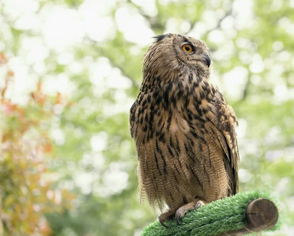 Portret van de uil — Stockfoto