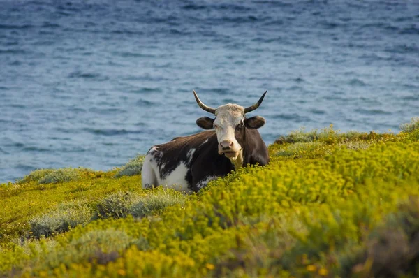 Kráva na pláži — Stock fotografie