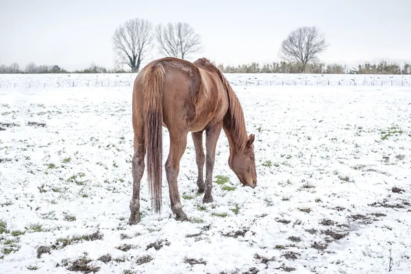 Caballo — Foto de Stock