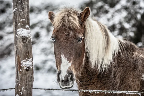 Häst — Stockfoto