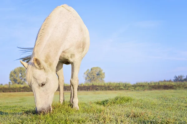 Cavallo che mangia erba — Foto Stock