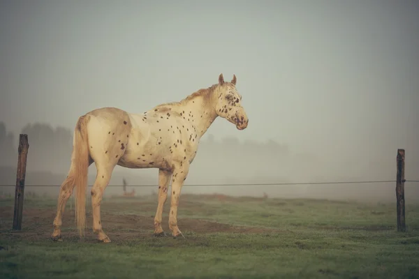 Ritratto cavallo — Foto Stock