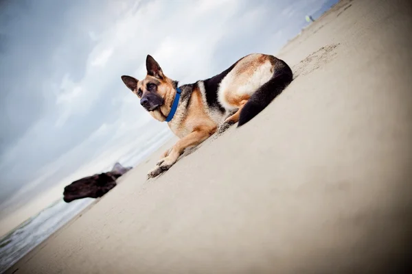 Alman çoban köpeği — Stok fotoğraf