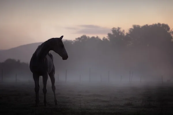 Ritratto cavallo — Foto Stock