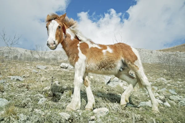 Hästar — Stockfoto