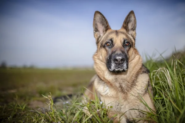 Duitse herder — Stockfoto