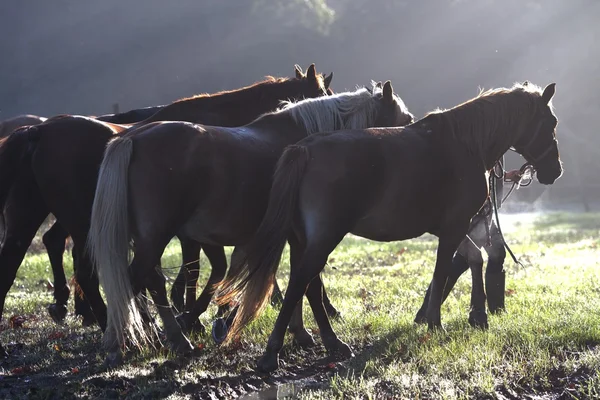 Caballos en luz nocturna — Foto de Stock